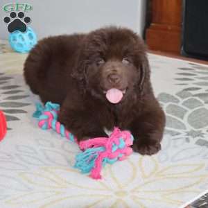 Denver, Newfoundland Puppy